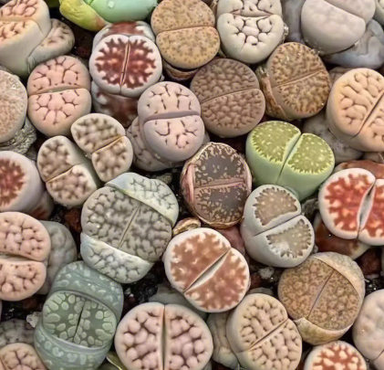 生石花开花了能浇水吗