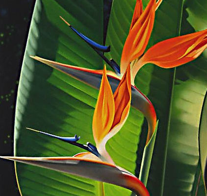 天堂鸟花用什么土养好