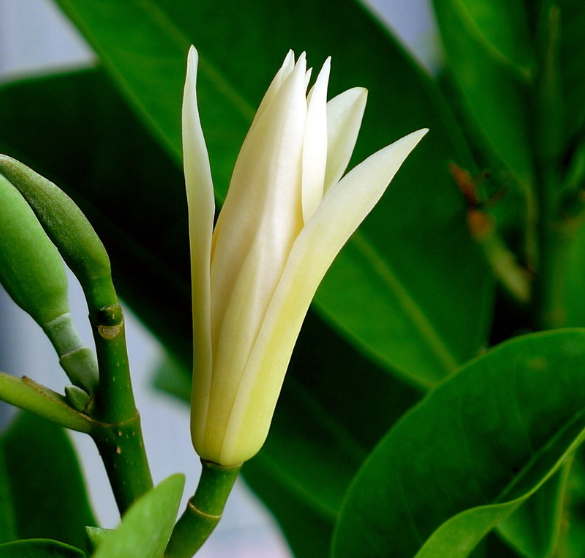 白兰花主枝断了能接活吗