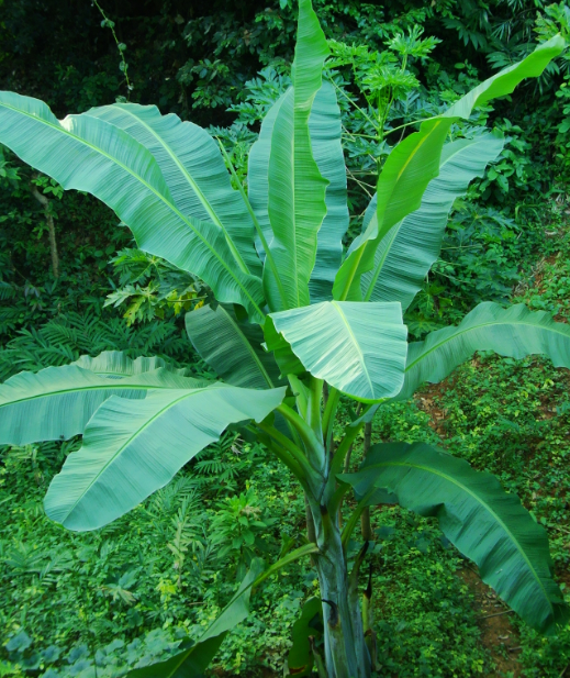 香蕉树南方可以种植吗