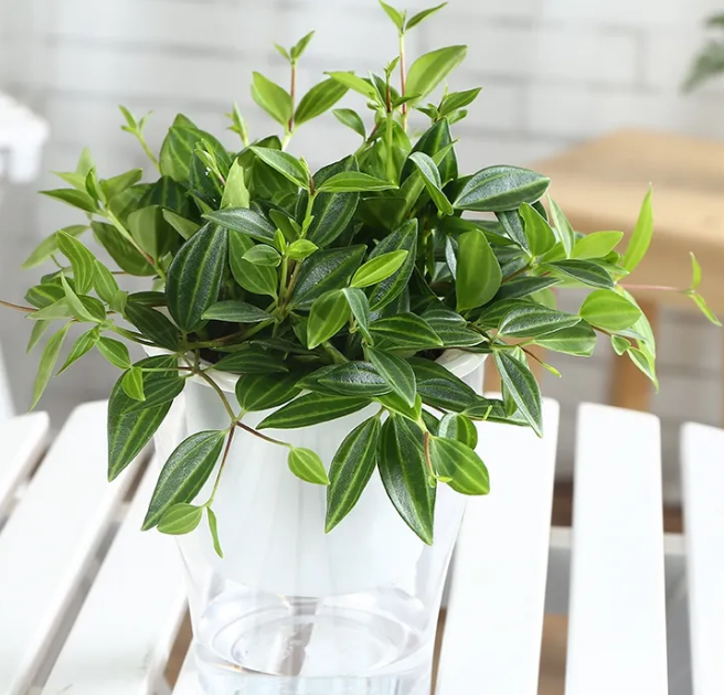 钻石翡翠花的寓意是什么