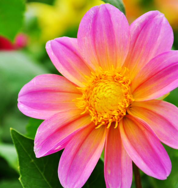 小丽花有种球吗