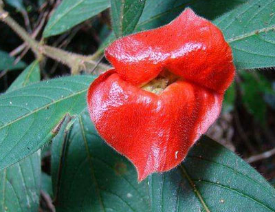 鱼嘴花什么季节开花