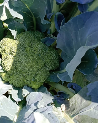 炎秀西兰花的特点