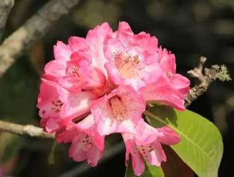 马缨花的栽培方法是什么呢