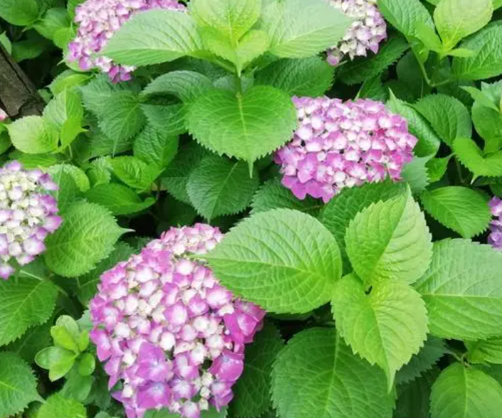 绣球花什么季节地栽