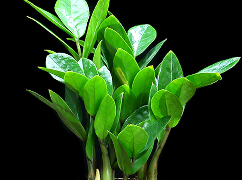 金钱树土质配方是什么呢