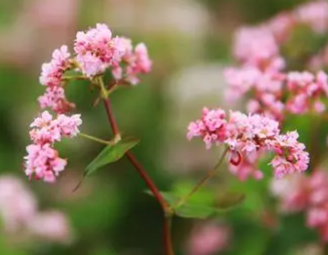 荞麦花是什么