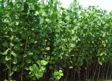 杨树苗施什么肥最好