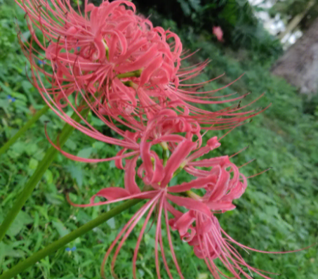 彼岸花适合什么土壤