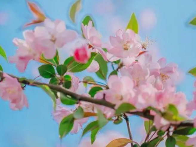 海棠花叶子枯萎了怎么补救