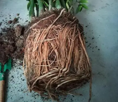 树换盆注意事项是什么呢