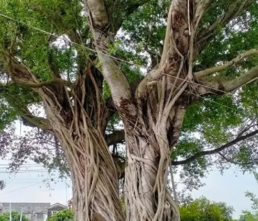 榕树秋季修剪方法是什么呢