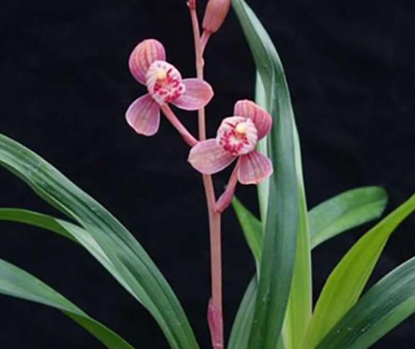 兰花用泥炭土可以吗