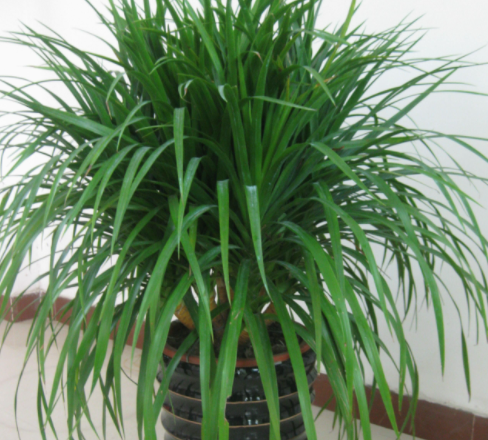 龙血树的寓意和象征意义是什么呢