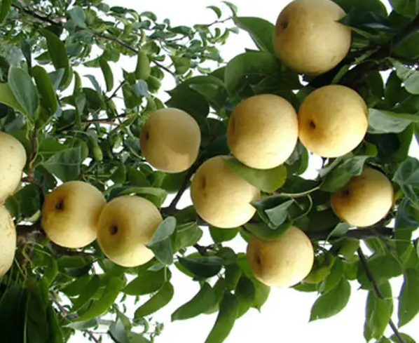 梨树嫁接的最佳时间是什么时候