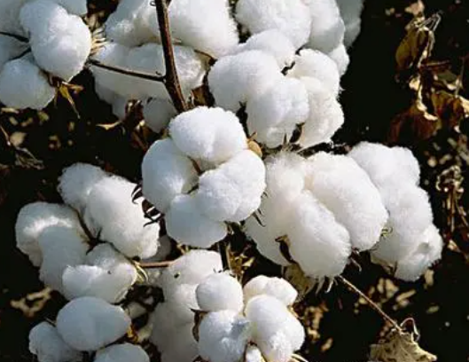 棉花如何施底肥和滴雚肥