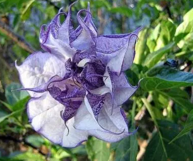 曼陀罗花语是什么意思