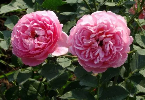 博斯科贝尔月季如何种植呢