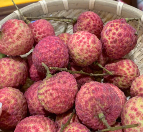 荔枝树适合哪个地方种植