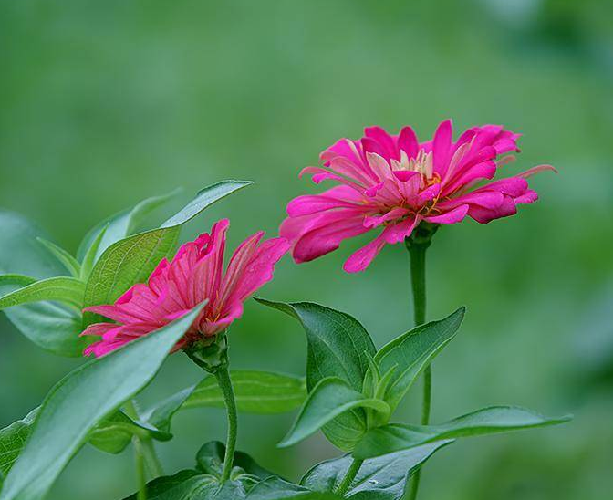 步步高升花叶子发黄怎么办