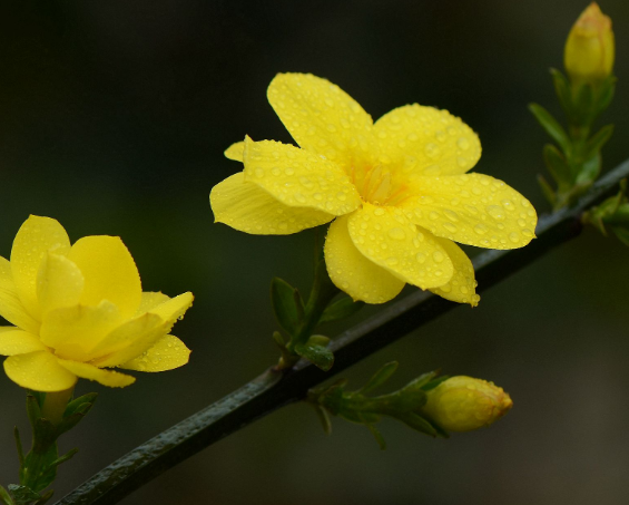 迎春花可以扦插繁殖吗