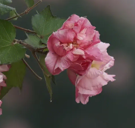 芙蓉花的种子繁殖方法