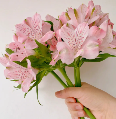 六出花一年开几次花