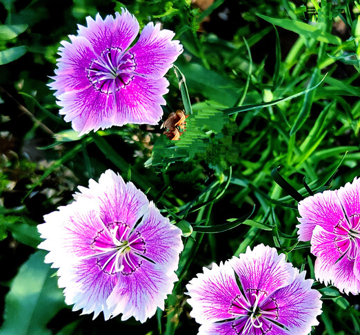 适合夏季种植的花卉