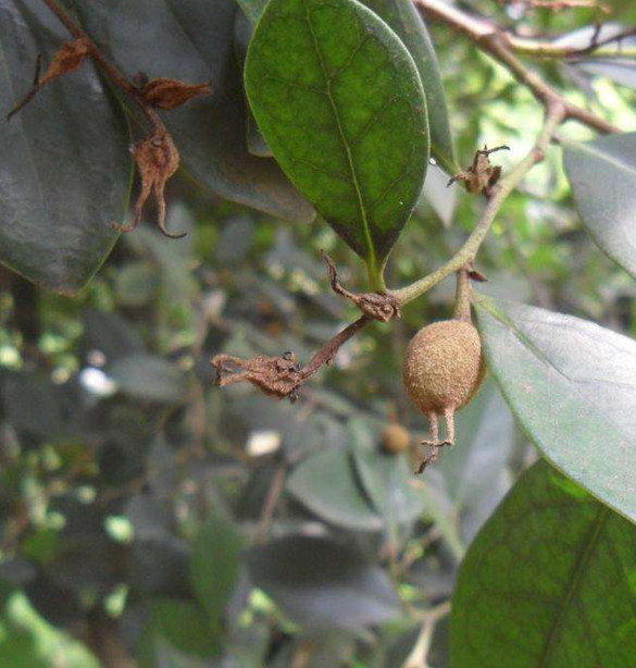 蚊母树盆景如何养