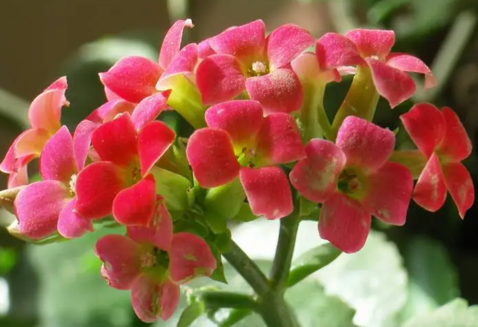 什么花养不死又好看