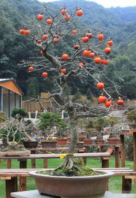 柿子树盆栽能结果吗