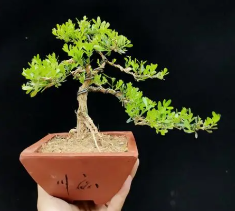 500万元能买到雀舌黄杨树吗