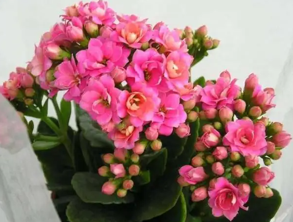 长寿花可以浇啤酒吗