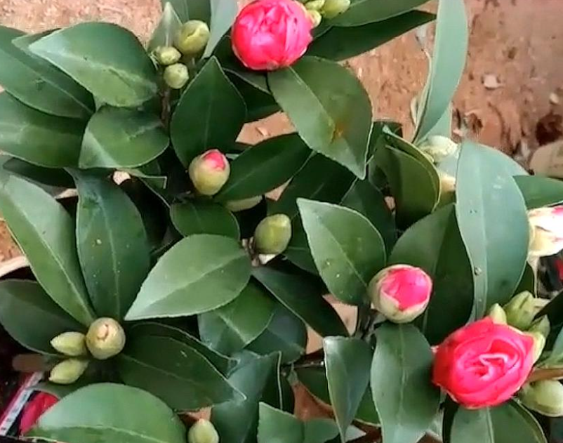 茶花几月份开始有花苞