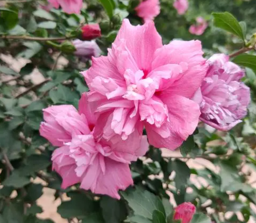 木槿花哪个品种好