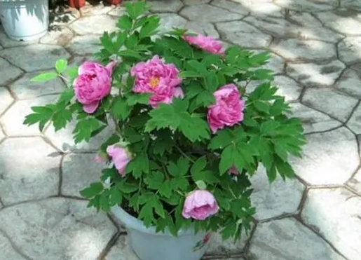 牡丹花什么时候施肥浇水