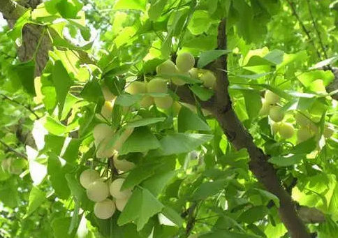 公白果树为什么会结果