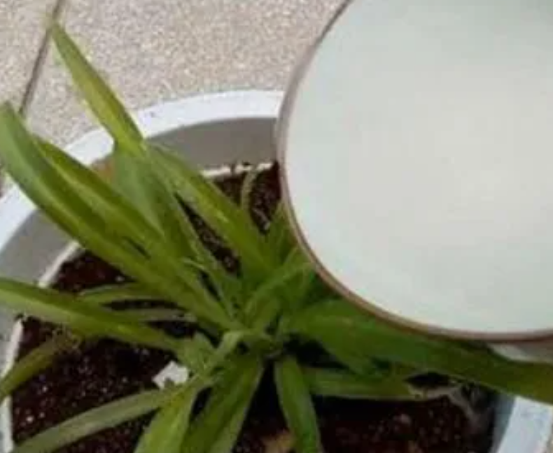 淘米水浇花可以喷叶面吗