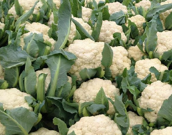 花菜的适宜种植时间