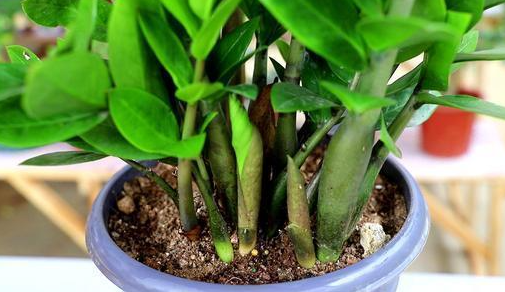 金钱树要用什么土来栽