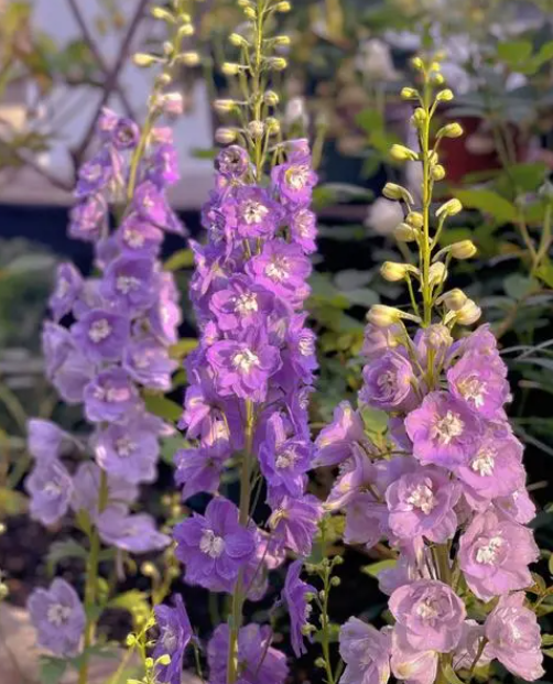 飞燕草什么时候开花