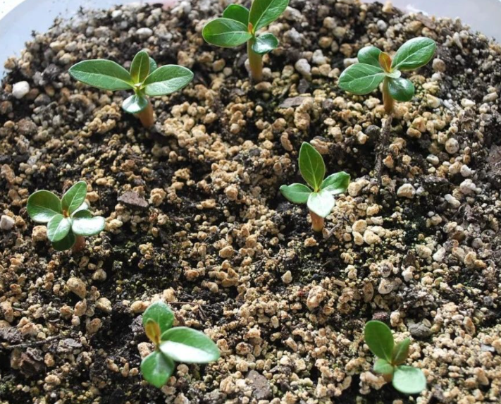 玫瑰花种子什么时候种