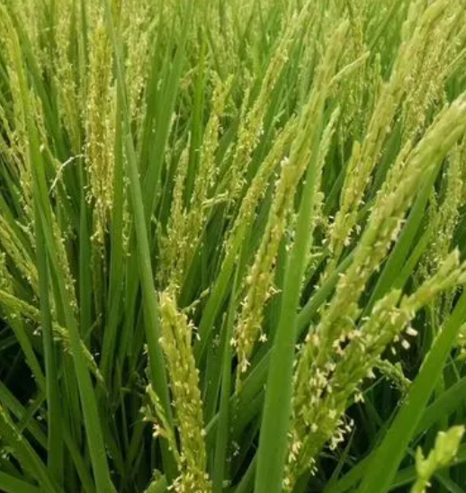 水稻扬花期管理