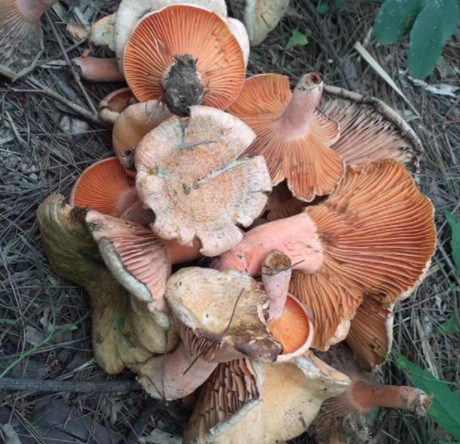 枞树菌为什么不能人工种植