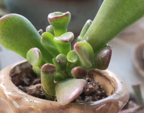 吸财树如何扦插