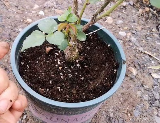 月季花底肥埋什么