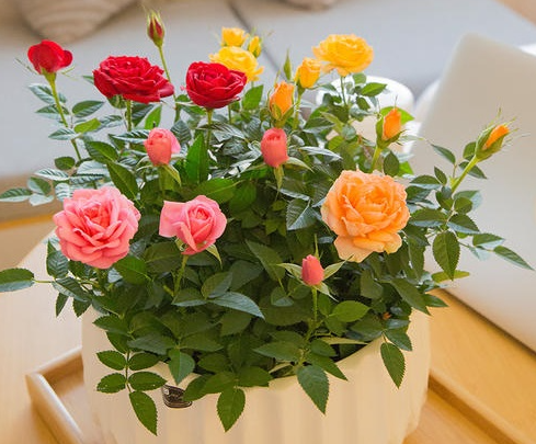 月季花摆放在家里的哪个位置比较好