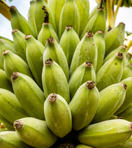 香蕉树的种子是什么