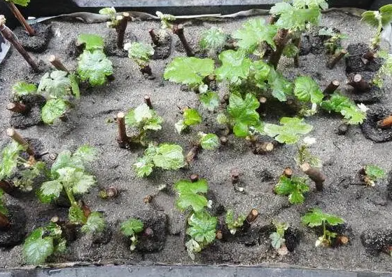 葡萄树什么时候扦插最好